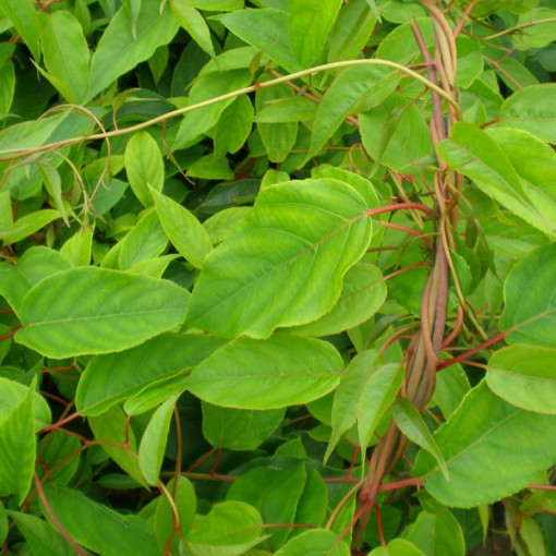 Kiwi Aktinidie Opylovač Samčí (ostrolistá) P9/C1