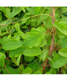 Kiwi Aktinidie Opylovač Samčí (ostrolistá) P9/C1