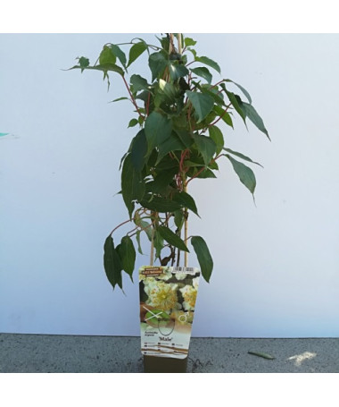 Kiwi Aktinidie Opylovač Samčí (ostrolistá) P9/C1