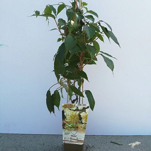 Kiwi Aktinidie Opylovač Samčí (ostrolistá) P9/C1