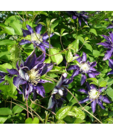 Clematis Hakuookan (velkokvětý) obj. 4L