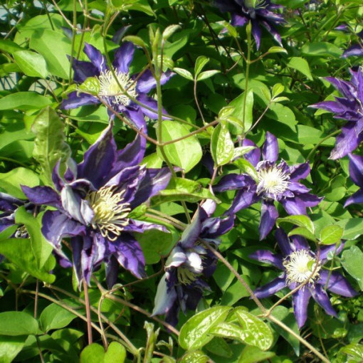 Clematis Hakuookan (velkokvětý) obj. 4L