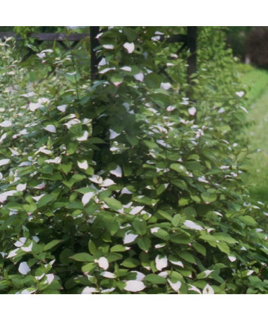 Kiwi Aktinidie Opylovač Adam (pestrá) SAMČÍ P9/C1