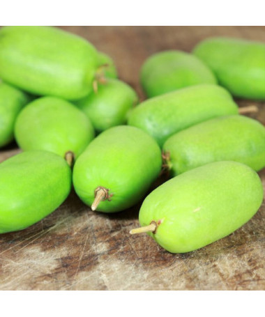 Kiwi Aktinidie Kokuwa (ostrolistá) SAMOSPRAŠNÁ P9/C1