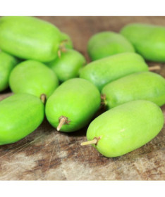 Kiwi Aktinidie Kokuwa (ostrolistá) SAMOSPRAŠNÁ P9/C1