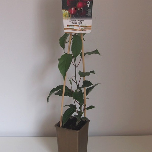 Kiwi Aktinidie 'Ken's Red' (ostrolistá) P9/C1