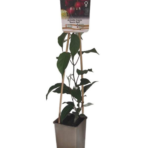 Kiwi Aktinidie 'Ken's Red' (ostrolistá) P9/C1