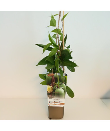 Kiwi Aktinidie Jumbo (význačně pilovitá) P9/C1