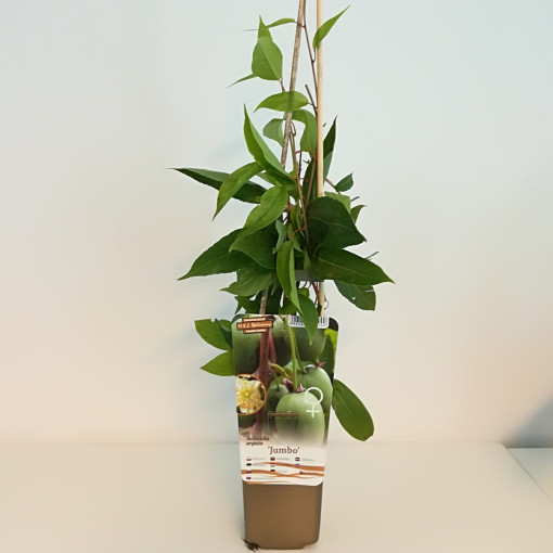 Kiwi Aktinidie Jumbo (význačně pilovitá) P9/C1