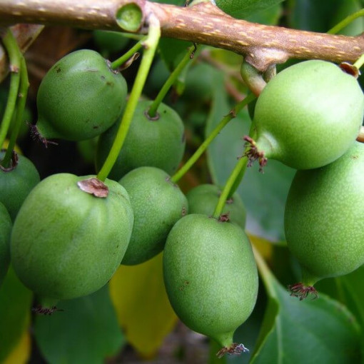 Kiwi Aktinidie Issai (ostrolistá) SAMOSPRAŠNÁ P9/C1