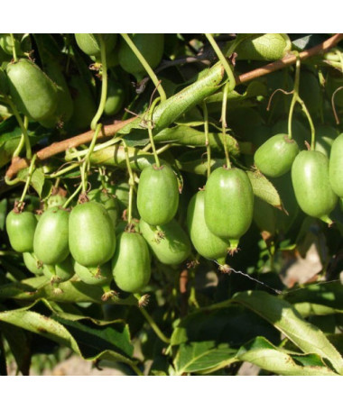 Kiwi Aktinidie Issai (ostrolistá) SAMOSPRAŠNÁ P9/C1