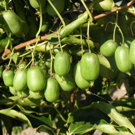 Kiwi Aktinidie Issai (ostrolistá) SAMOSPRAŠNÁ P9/C1