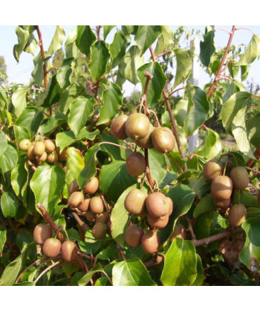 Kiwi Aktinidie Geneva (ostrolistá) P9/C1