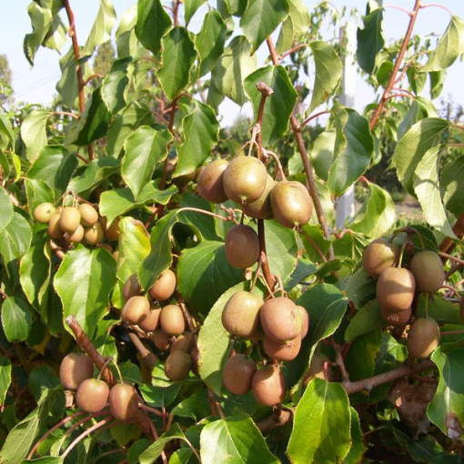 Kiwi Aktinidie Geneva (ostrolistá) P9/C1