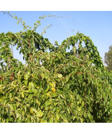 Kiwi Aktinidie Geneva (ostrolistá) P9/C1