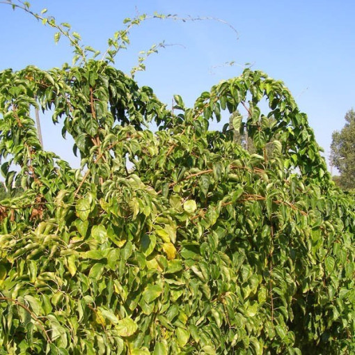 Kiwi Aktinidie Geneva (ostrolistá) P9/C1