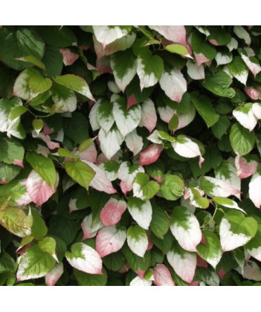 Kiwi Aktinidie Dr Szymanowski (pestrá) P9/C1