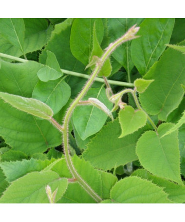 Kiwi Aktinidie deliciosa Jenny SAMOSPRAŠNÁ P9/C1