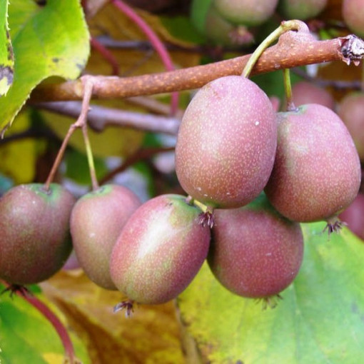 Kiwi Actinidia Ananasnaya (ostrolistá)