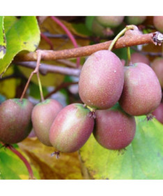 Kiwi Actinidia Ananasnaya (ostrolistá)
