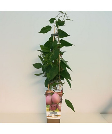 Kiwi Actinidia Ananasnaya (ostrolistá)