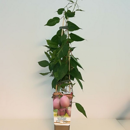 Kiwi Actinidia Ananasnaya (ostrolistá)