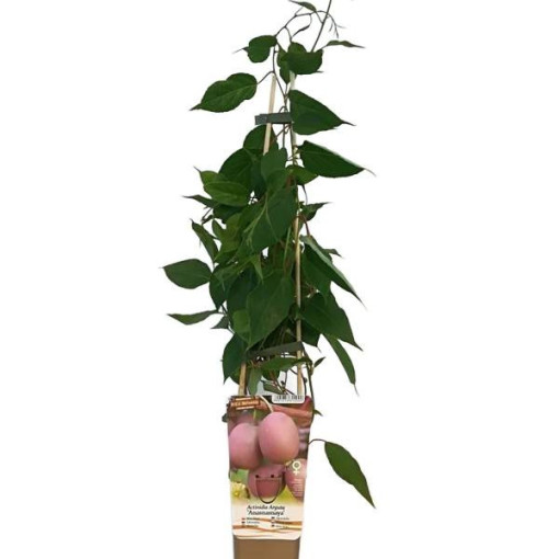 Kiwi Actinidia Ananasnaya (ostrolistá)