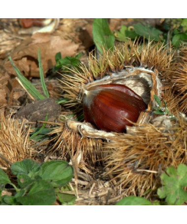 Jedlý kaštan (Castanea sativa) P9/C1