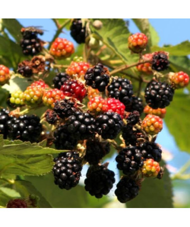 Ostružina 'Tricolor' P9/C1