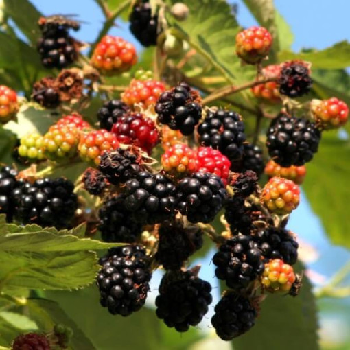 Ostružina 'Tricolor' P9/C1