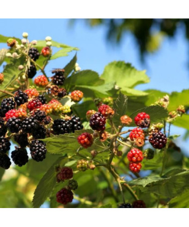 Ostružina 'Tricolor' P9/C1