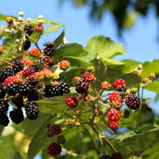 Ostružina 'Tricolor' P9/C1