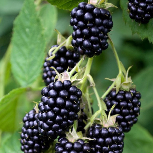 Bezrná ostružina 'Triple Crown'