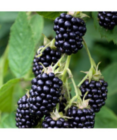 Bezrná ostružina 'Triple Crown'