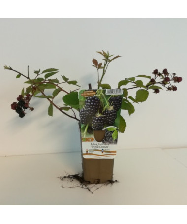 Bezrná ostružina 'Triple Crown'