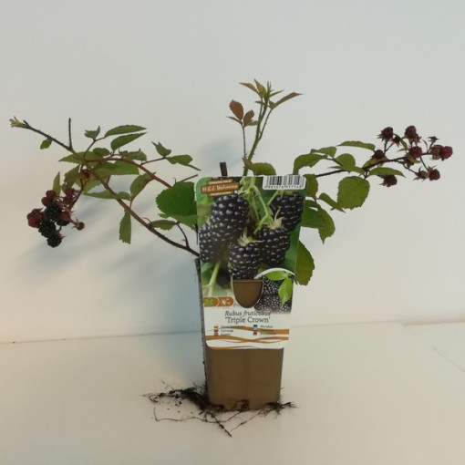 Bezrná ostružina 'Triple Crown'