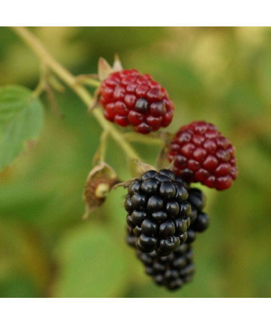 Beztrnná ostružina 'Thornfree' P9/C1