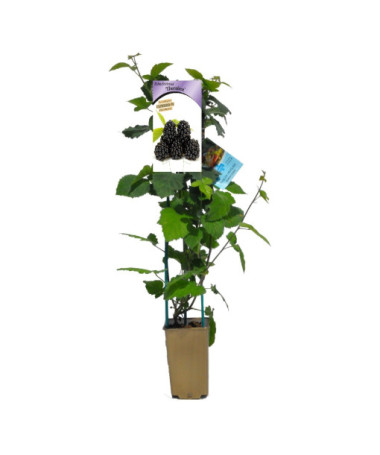 Beztrnná ostružina 'Thornfree' P9/C1