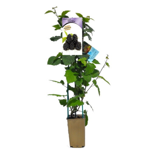 Beztrnná ostružina 'Thornfree' P9/C1