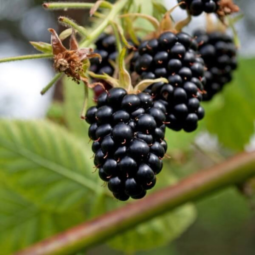 Ostružina beztrnná 'Navaho'