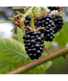 Ostružina beztrnná 'Navaho'