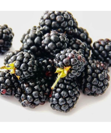 Ostružina beztrnná 'Navaho'