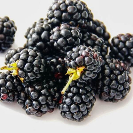 Ostružina beztrnná 'Navaho'