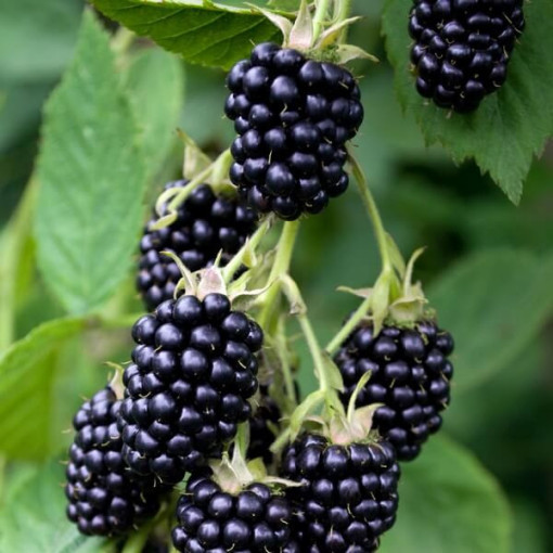 Ostružina beztrnná 'Navaho'