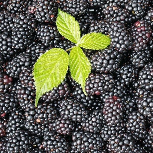 Beztrnná ostružina 'Black Satin' P9/C1