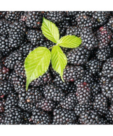 Beztrnná ostružina 'Black Satin' P9/C1