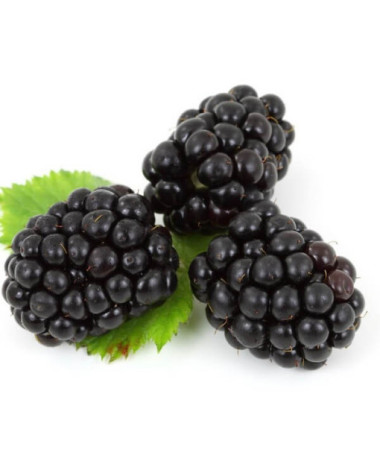 Beztrnná ostružina 'Black Satin' P9/C1