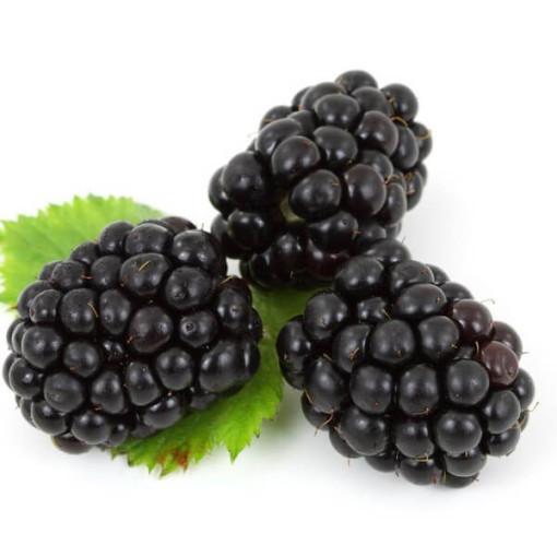 Beztrnná ostružina 'Black Satin' P9/C1