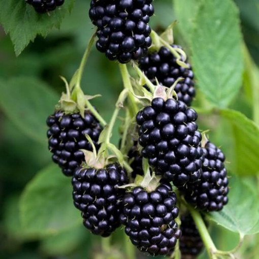 Beztrnná ostružina 'Black Satin' P9/C1