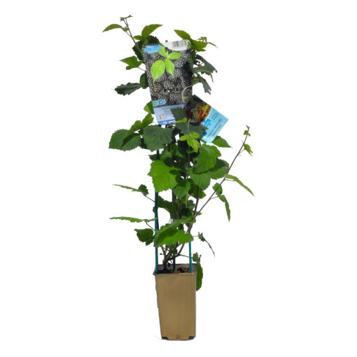 Beztrnná ostružina 'Black Satin' P9/C1